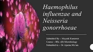 Treatment Approaches That Work Best for Haemophilus Flu Symptoms: