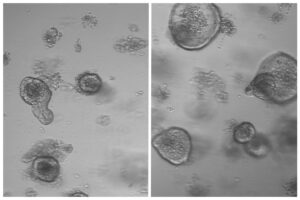 Does the Human Body Self Heal Through Cellular Repair Mechanisms