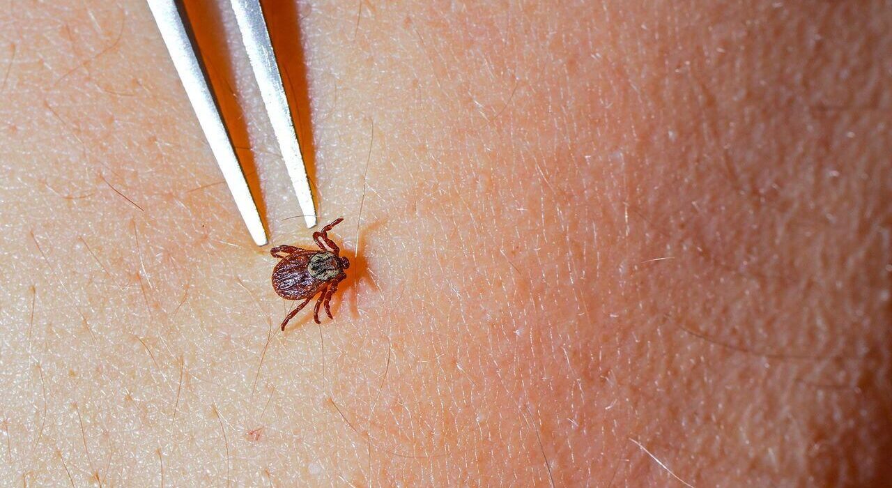 Symptoms of Lyme Disease - 7 Shocking Realities!
