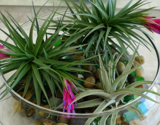 Air Plants Tillandsia - 7 Shocking Secrets!