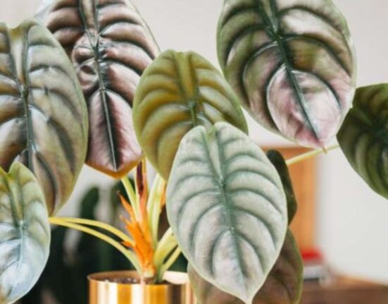 Elephant Ear Plant - 7 Shocking Secrets!