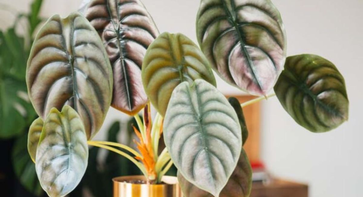 Elephant Ear Plant - 7 Shocking Secrets!