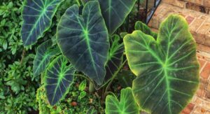 Why the Elephant Ear Plant Belongs in Every Serious Garden: