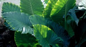 Light Requirements That Make Elephant Ear Plant Leaves Massive: