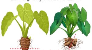 Growing Elephant Ear Plant From Corms and Division Easily: