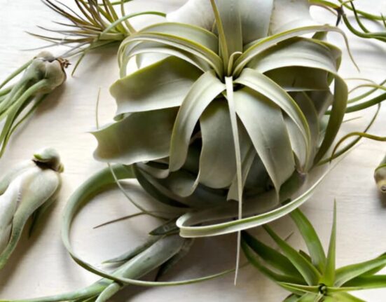 Air Plants - 7 Brutal Truths Experts Never Share!