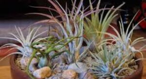 Air Plants Basics Every New Owner Needs to Understand First: