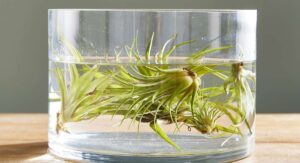 Air Plants Watering Methods Three Approaches That Genuinely Work: