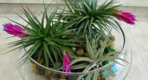 Fertilizing Air Plants What You Need and What You Can Skip:
