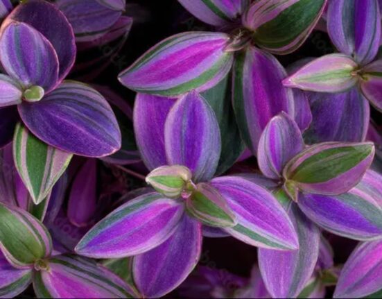 Wandering Jew Plant - 9 Secrets to Explosive Growth!