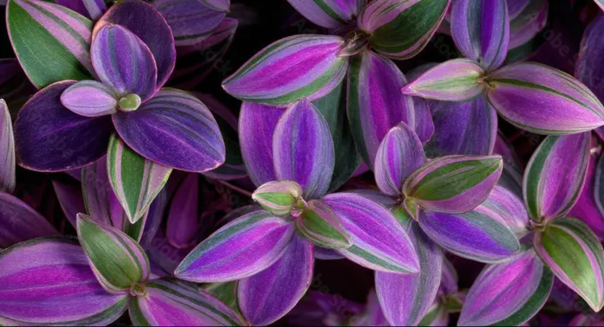 Wandering Jew Plant - 9 Secrets to Explosive Growth!