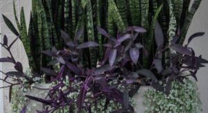 Why the Wandering Jew Plant Beats Most Other Houseplants: