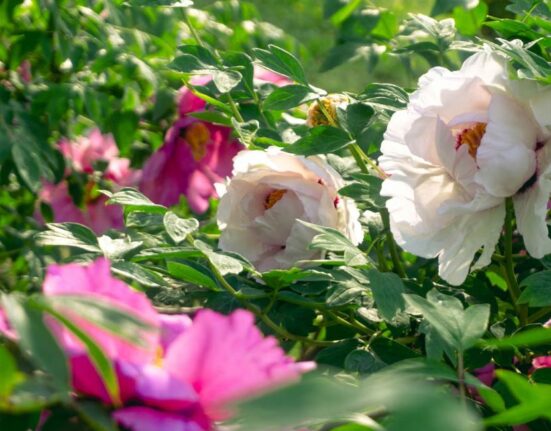Flowering Peony Plants - 7 Amazing Blooming Secrets!