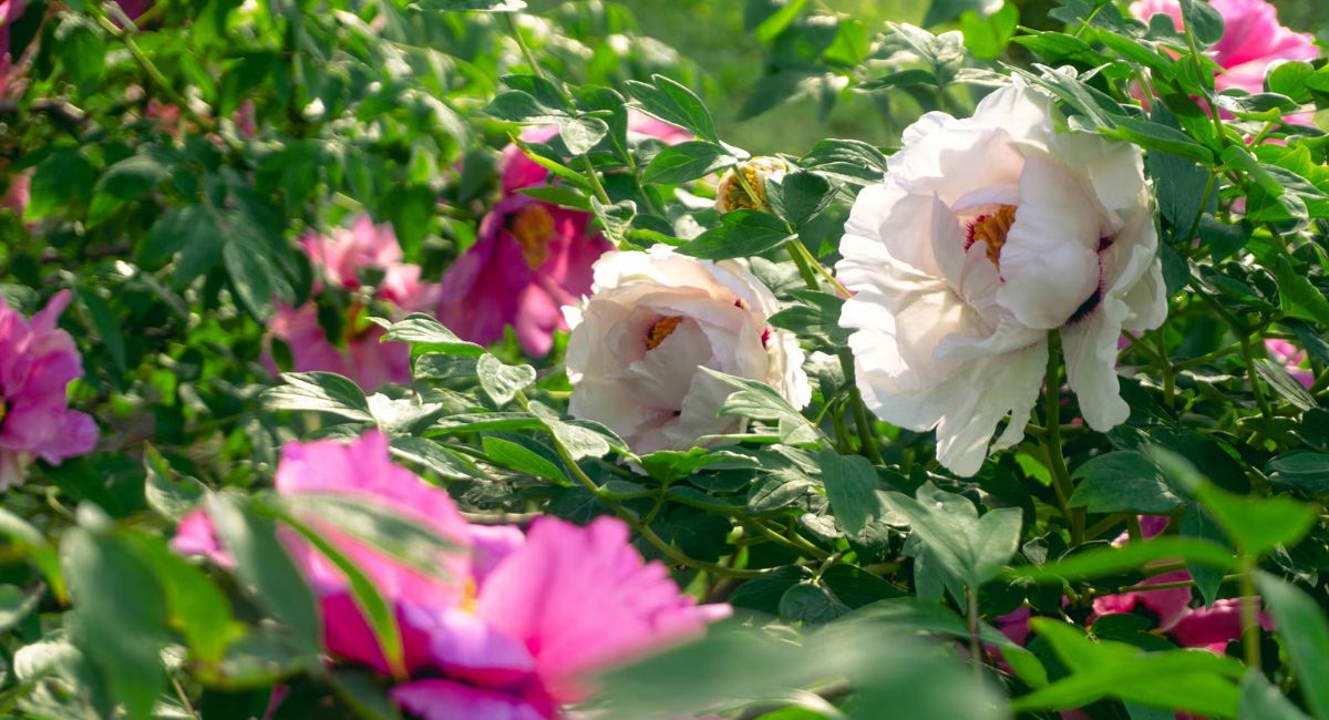 Flowering Peony Plants - 7 Amazing Blooming Secrets!