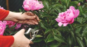 Flowering Peony Plants Soil Prep Mistakes That Kill New Growth: