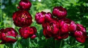 Flowering Peony Plants Depth Rule That Changes Everything: