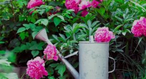 Flowering Peony Plants Fertilizer Timing for Bigger Blooms Always: