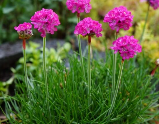 Ground Cover Plants - 7 Shocking Secrets Revealed!