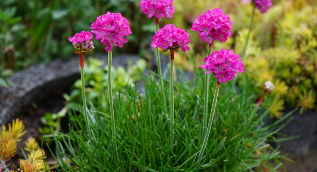 Ground Cover Plants - 7 Shocking Secrets Revealed!