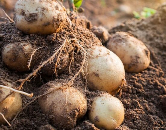 How to Plant Potatoes - 7 Proven Secrets!