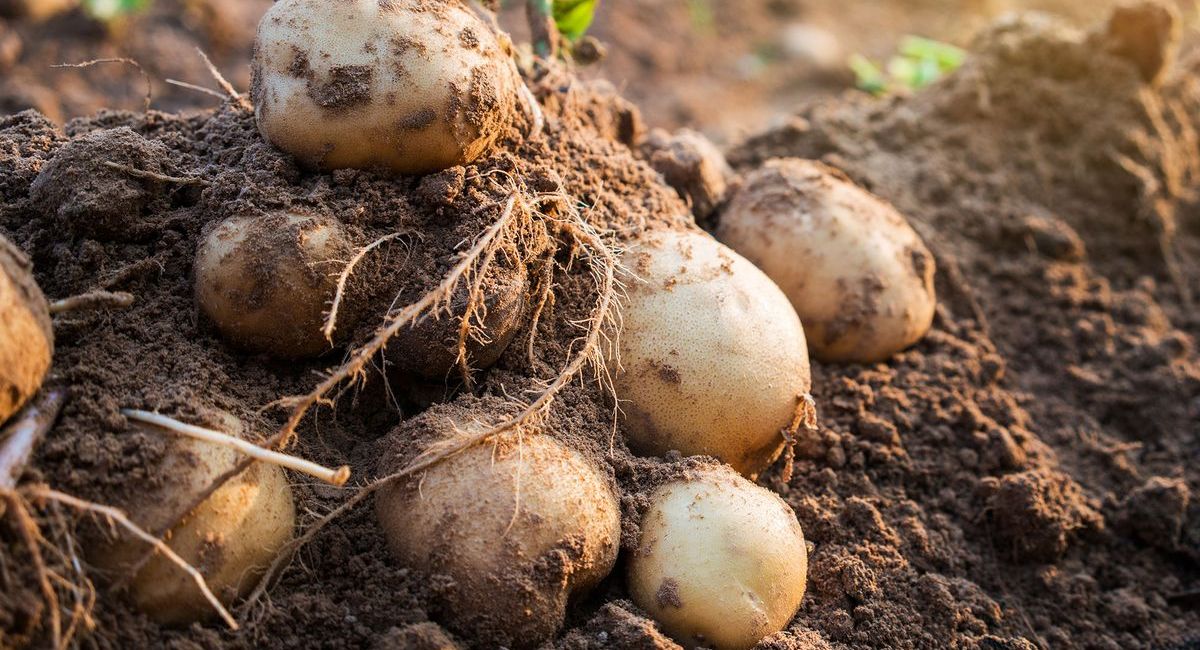 How to Plant Potatoes - 7 Proven Secrets!