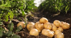 How to Plant Potatoes Choosing the Right Seed Potato Variety: