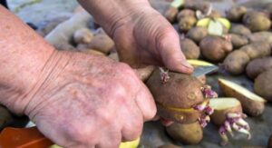 How to Plant Potatoes after Chitting Them Correctly at Home: