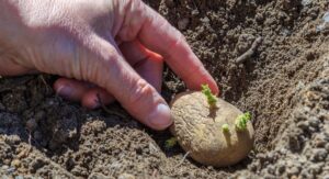 How to Plant Potatoes at the Correct Depth and Spacing: