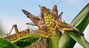 Desert Plants Virus Problems Travel Through Insects and Dirty Tools: