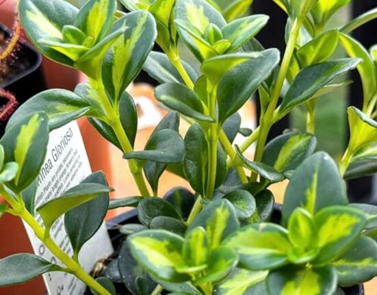 Goldfish Plant - 7 Shocking Secrets Nobody Knows!