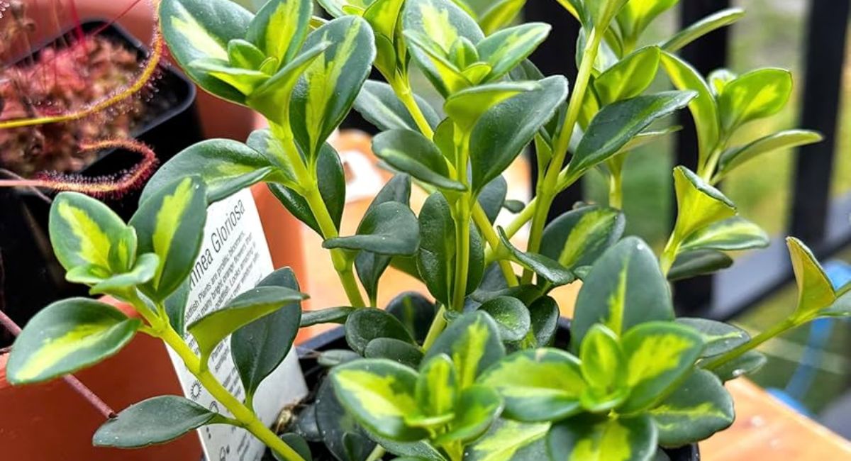 Goldfish Plant - 7 Shocking Secrets Nobody Knows!