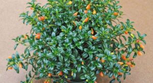 Goldfish Plant Light Needs That Most Beginners Get Completely Wrong: