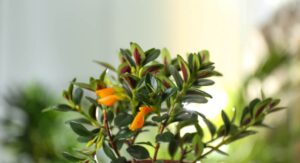 Goldfish Plant Watering Guide: Getting the Balance Exactly Right