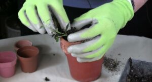 Goldfish Plant Soil and Potting Mix That Supports Root Health:
