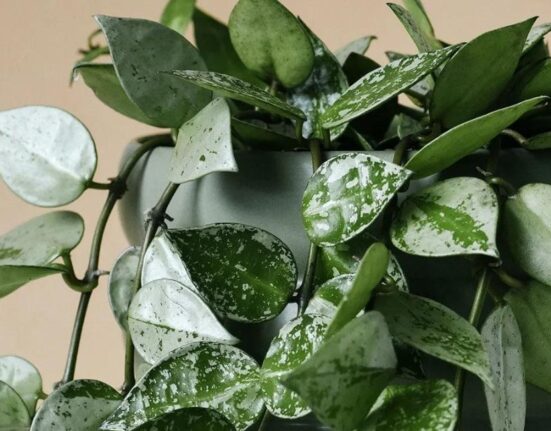 Hoya Plant - 7 Brutal Truths Experts Hide!