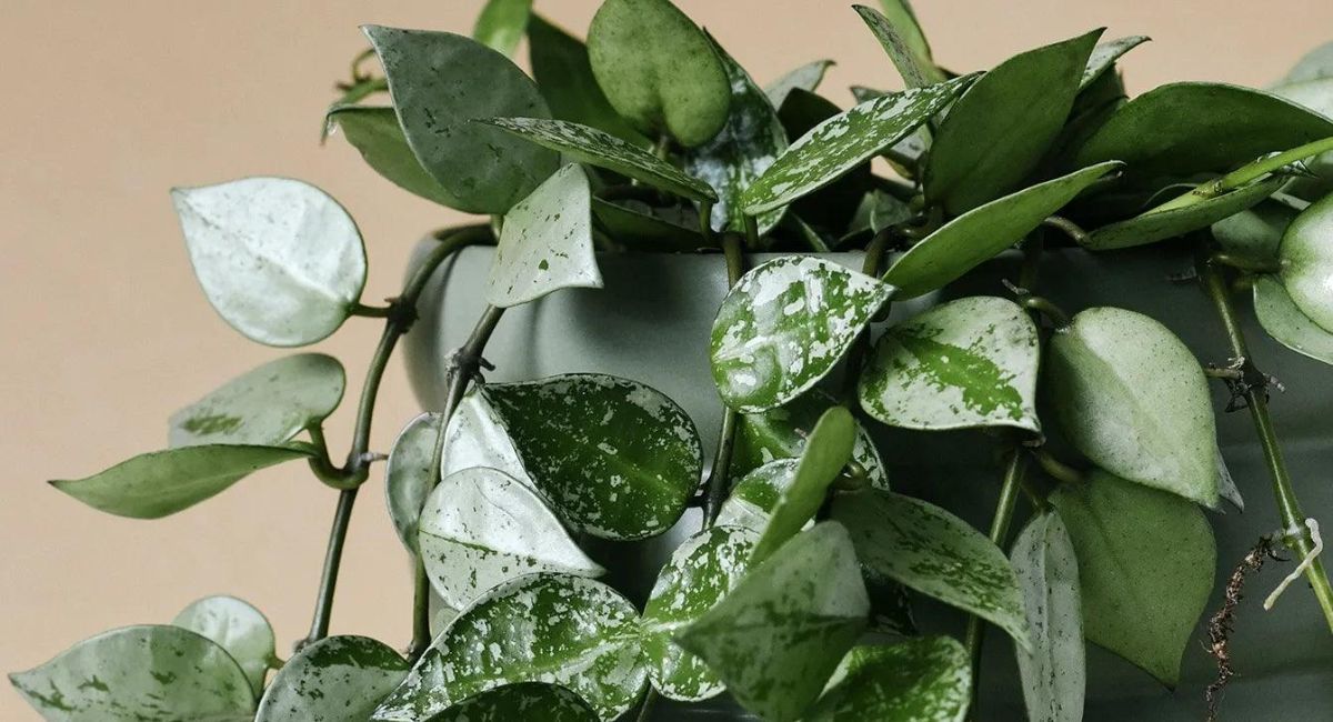 Hoya Plant - 7 Brutal Truths Experts Hide!