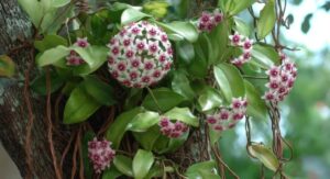 Hoya Plant Thrives Best With Bright Indirect Light Always: