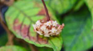 Hoya Plant Yellow Leaves Reveal Deeper Hidden Care Issues: