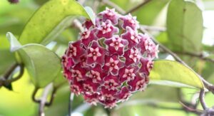 Hoya Plant Fungal Infections Spread Faster Than Growers Usually Expect: