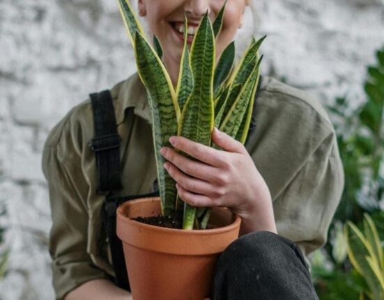 Laurentii Plant - 7 Secrets Every Owner Needs Now!