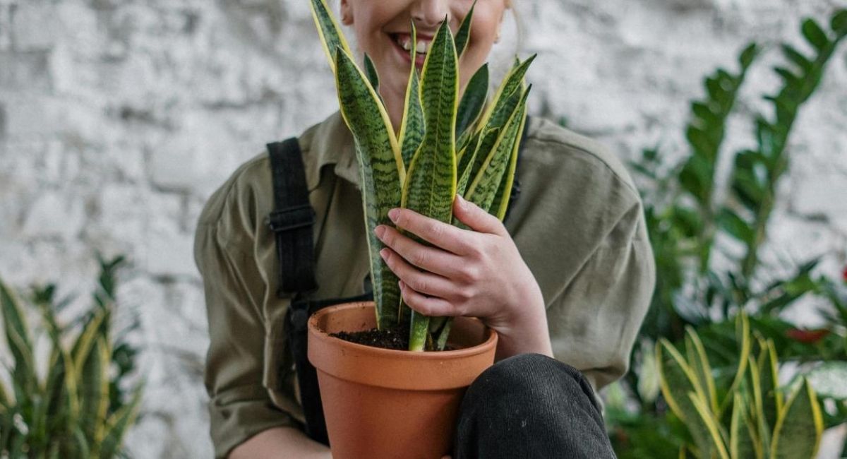 Laurentii Plant - 7 Secrets Every Owner Needs Now!