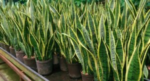 Laurentii Plant Care Basics Most People Get Wrong: