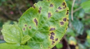 Laurentii Plant Disease Fungal Infections Explained Clearly: