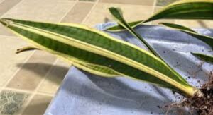 Laurentii Plant Yellow Leaves Real Causes Nobody Mentions: