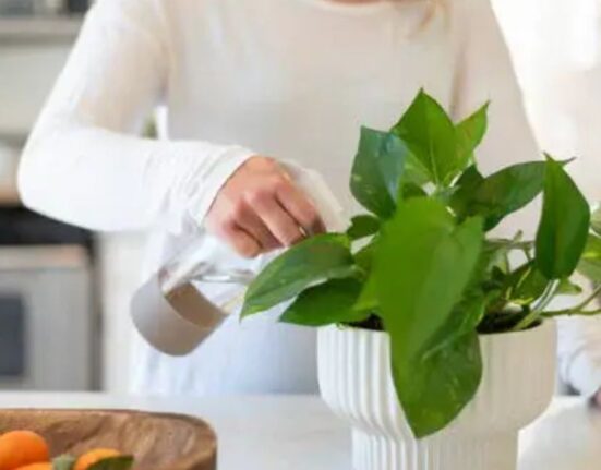 Pothos Plant Care - 11 Honest Tips That Work!