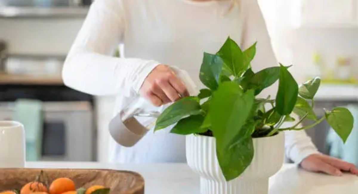 Pothos Plant Care - 11 Honest Tips That Work!