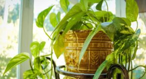 Pothos Plant Care - 11 Honest Tips That Work!
