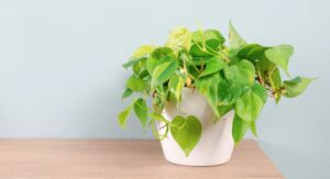 Pothos Plant Care Diseases Fungal Infections Explained Clearly: