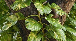 Pothos Plant Care Yellow Leaves Reading the Real Signals: