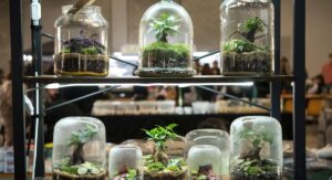 Terrarium Plants Basics That Most Guides Skip Over: